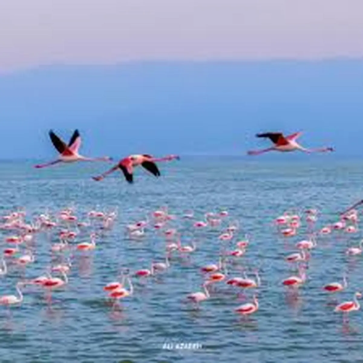 میانکاله؛ بهشتی برای پرندگان با ثبت جهانی در انتظار حفاظت +ویدئو