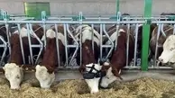 گاو‌ها از عینک هوشمند استفاده می‌کنند+تصاویر