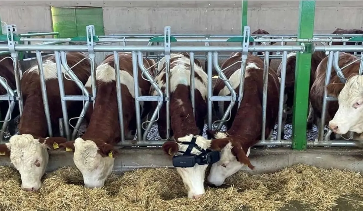 گاو‌ها از عینک هوشمند استفاده می‌کنند+تصاویر