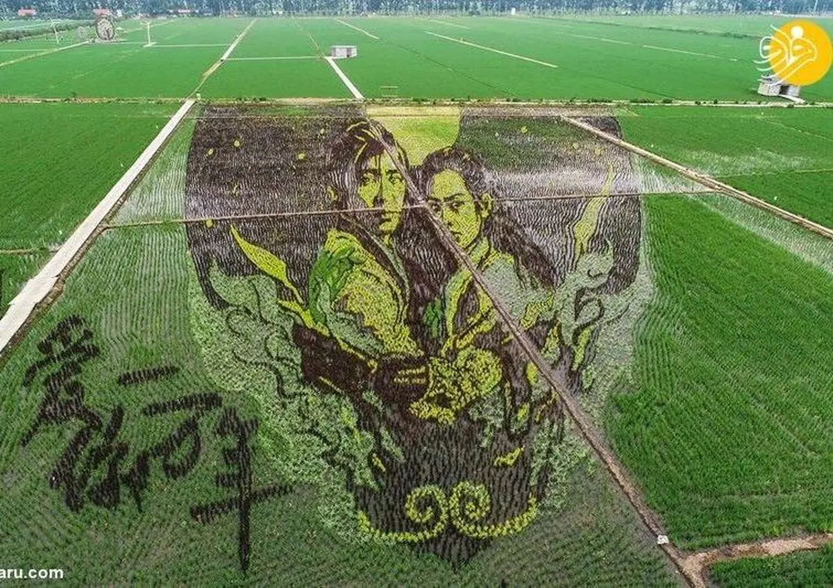 نقاشی‌های شگفت‌انگیز در مزارع برنج +تصاویر