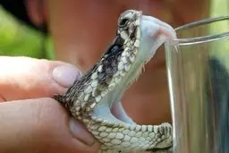  احتمال تاثیر سم نوعی افعی بر ویروس کرونا