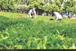 کوچک‌شدن اراضی سطح زیر کشت چای