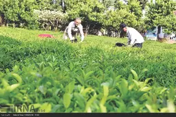  کوچک‌شدن اراضی سطح زیر کشت چای