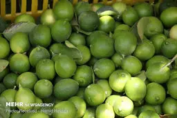 فروش لیموترش و لیموشیرین بالاتر از ٢٠ هزارتومان ممنوع