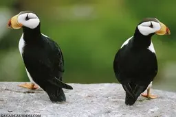 مهم‌ترین رکن ازدواج‌ موفق چیست ؟ 