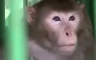   میمون | حیوان مست به خاطر قتل و خشونت به حبس ابد محکوم شد