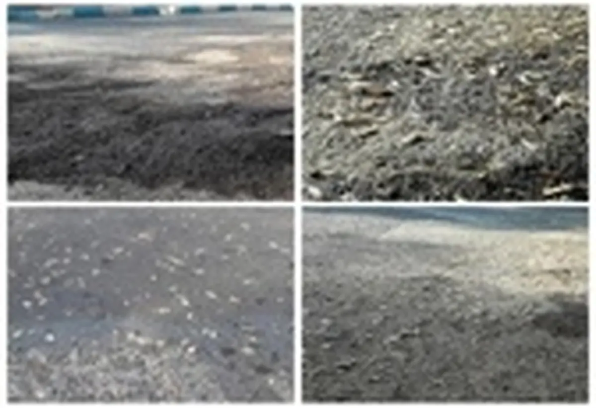  هجوم ملخ‌ها به مناطق شهری اردستان موجب نگرانی مردم شده است؛ 