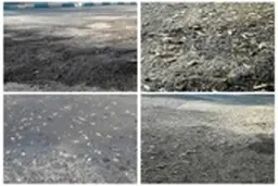  هجوم ملخ‌ها به مناطق شهری اردستان موجب نگرانی مردم شده است؛ 