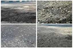  هجوم ملخ‌ها به مناطق شهری اردستان موجب نگرانی مردم شده است؛ 