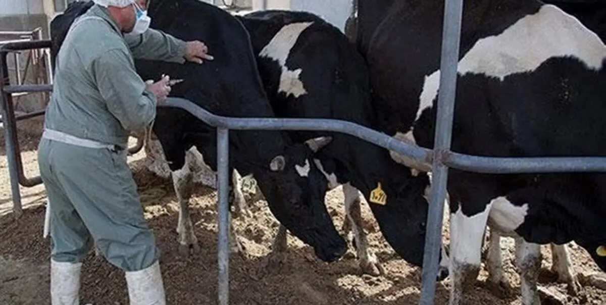 
تب برفکی در اردبیل مشاهده شد