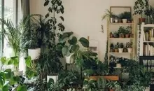 با این مدل آب دادن به گیاه فقط نابودش میکنی! | آبیاری مناسب گیاهان آپارتمانی چگونه است؟ +ویدئو