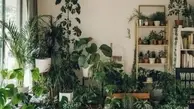 با این مدل آب دادن به گیاه فقط نابودش میکنی! | آبیاری مناسب گیاهان آپارتمانی چگونه است؟ +ویدئو