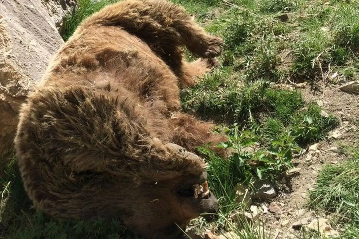 شکار یک قلاده خرس قهوه‌ای در ارتفاعات سمیرم