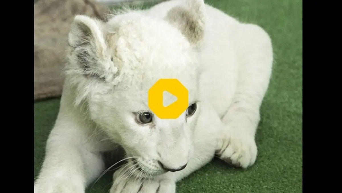 تولد یک توله شیر سفید در باغ وحش دزفول + ویدئو