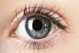 تست بینایی حیوان گمشده | چند حیوان گمشده در تصویر می بینید؟