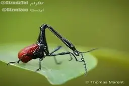  بدن عجیب و غریب این حشره‌ حیرت انگیز است!+ویدئو
