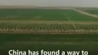 چینی‌ها در مدت ۶ ماه بیابان بی آب و علف رو تبدیل به جنگل می‌کنند! + ویدئو