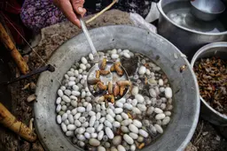 گلستان دومین قطب پرورش کرم ابریشم + عکس