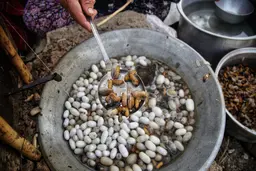 گلستان دومین قطب پرورش کرم ابریشم + عکس