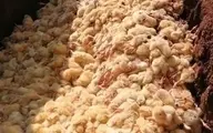 پیشنهاد دولت به مرغداران به جای معدوم سازی جوجه های یک روزه | جوجه ها را به روستاییان تحویل دهید