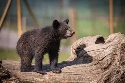 توله خرس گمشده پردیسان پیدا نشد|  احتمال سرقت توله خرس پردیسان در دست 