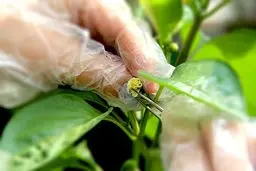 بذرهای هیبرید| بزودی بذرهای هیبرید تجاری تولید داخل به بازار عرضه می شوند. 