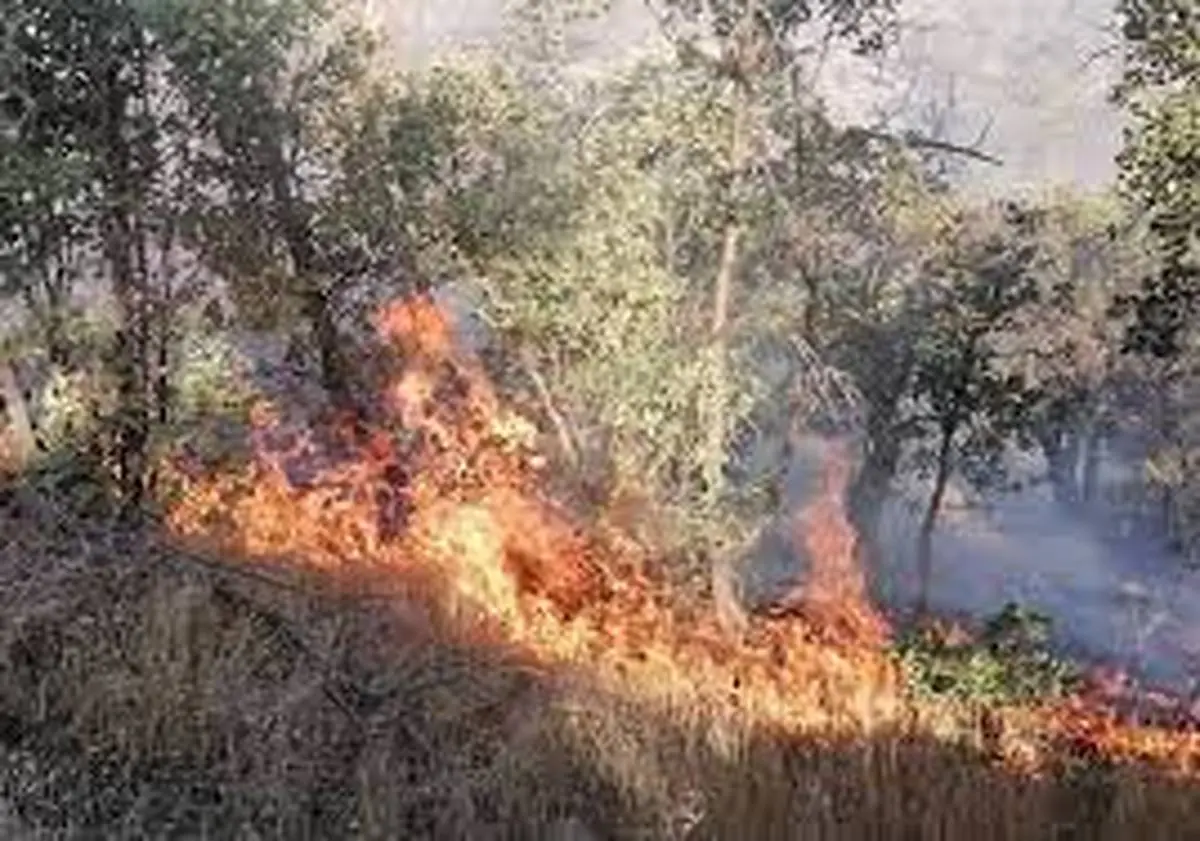 
جنگل ها و مراتع  دوباره آتش گرفتند
