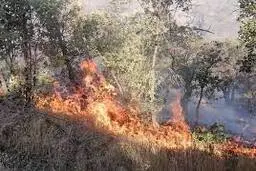 
جنگل ها و مراتع  دوباره آتش گرفتند
