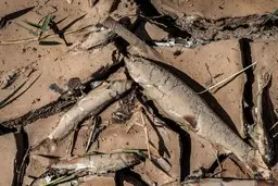 مرگ فاجعه آمیز ماهی ها در رودخانه قزل اوزن + عکس