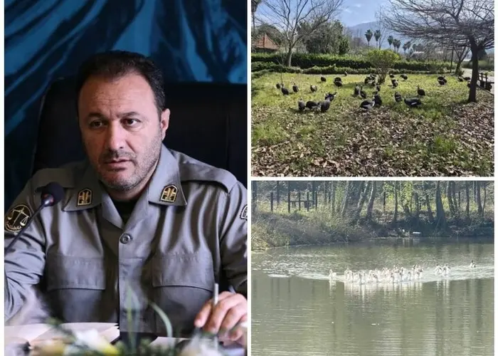 انتقال موقت پرندگان باغ پرندگان لویزان به مازندران برای حفاظت در شرایط جنگی