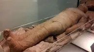 کشف مومیایی عجیب در مصر | کشف مومیایی در سقاره مصر با قدمت میلیون ساله + ویدئو