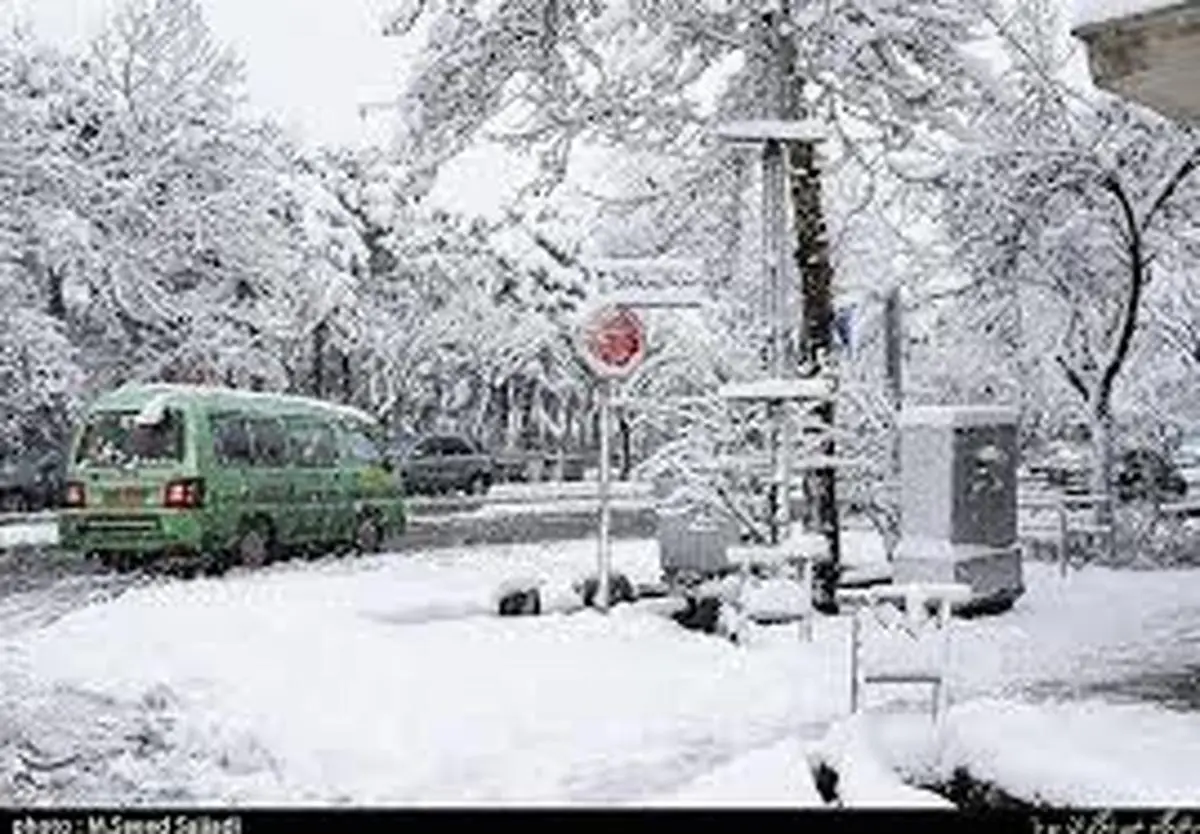 واکنش جالب و خنده دار حیوانات در اولین مواجهه با برف+ویدئو