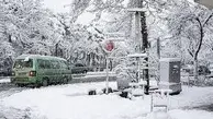 واکنش جالب و خنده دار حیوانات در اولین مواجهه با برف+ویدئو