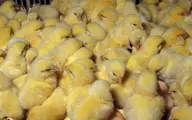 منع مزارع مرغ مادری در معدوم سازی جوجه‌های یکروزه