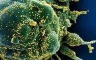 آیا انتشار ویروس کرونا در دماهای پایین‌، راحت‌تر است؟