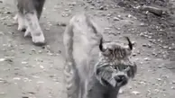 گربه وحشی ایرانی (کُرزَنگلو) گونه ای نادر + ویدئو