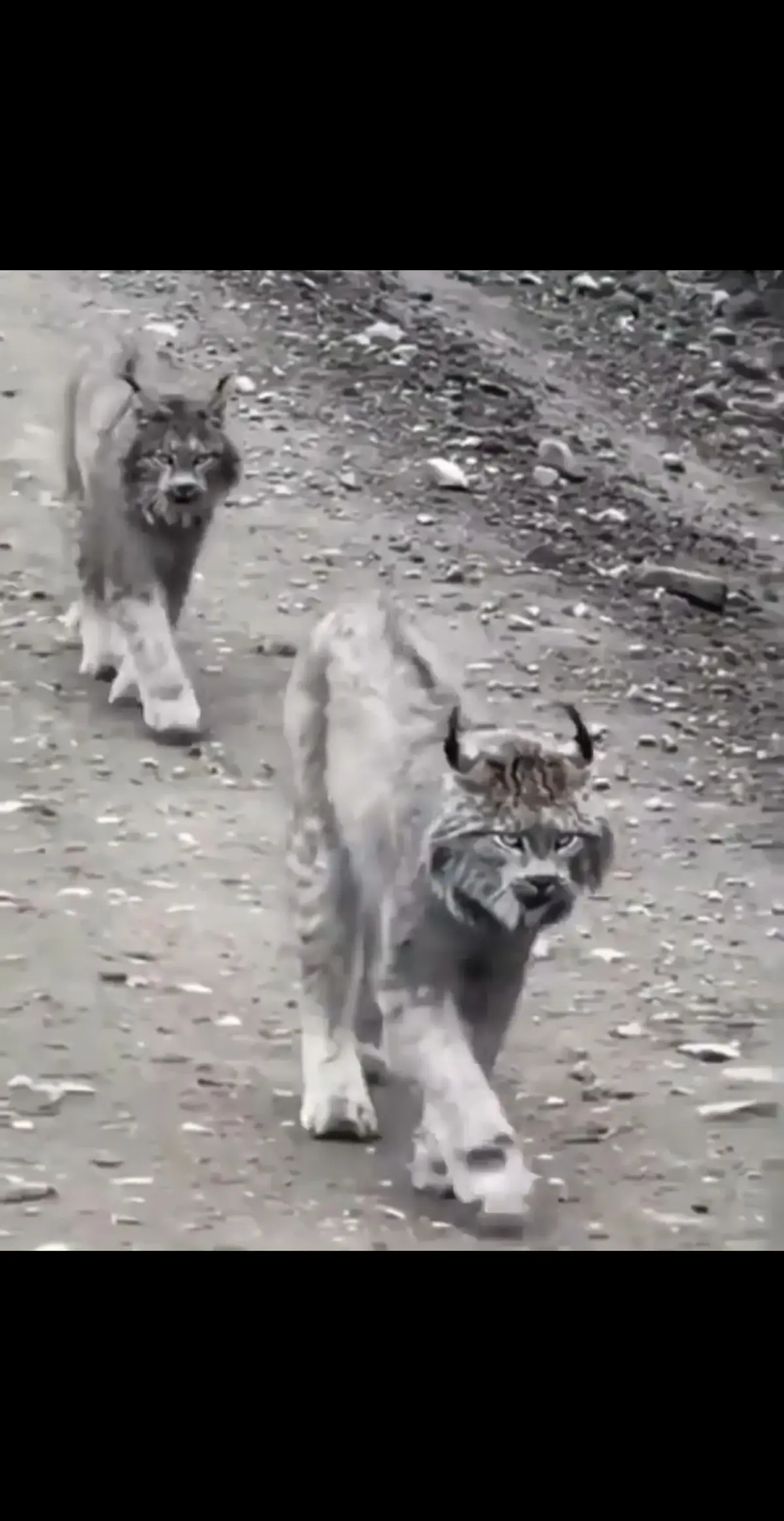 گربه وحشی ایرانی (کُرزَنگلو) گونه ای نادر + ویدئو