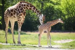   زرافه | در باغ وحش برلین تولد زرافه در حال انقراض  + عکس 