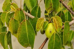 درخت مرگ! | اگر موقع باران زیر این درخت باشید، می‌میرید! | هشدار جدی+ویدئو 