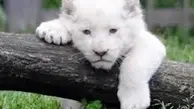   حیات‌وحش |در باغ وحش هویزه  بچه شیر سفیدتلف شد