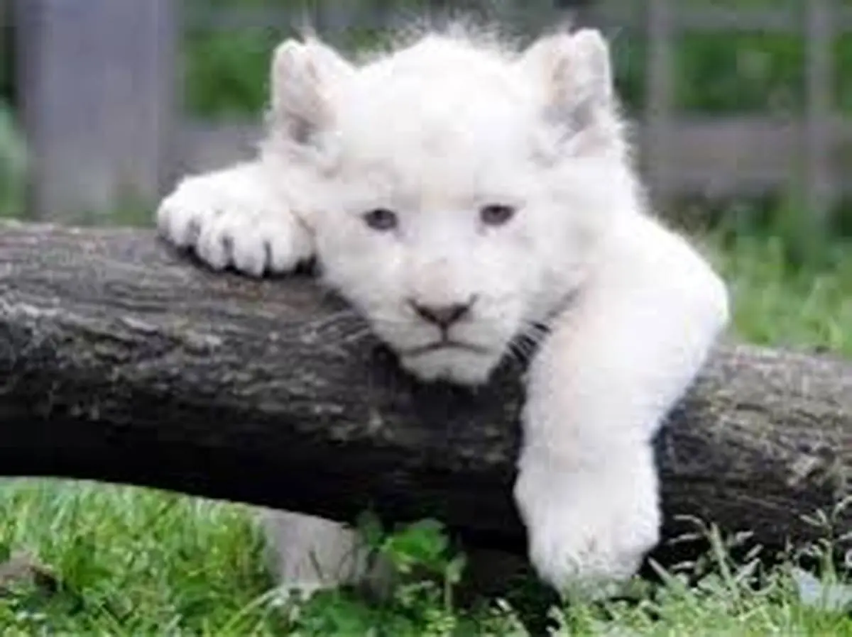   حیات‌وحش |در باغ وحش هویزه  بچه شیر سفیدتلف شد