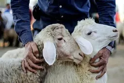 دستورالعمل‌های بهداشتی ذبح دام در عاشورا و تاسوعا اعلام شد