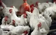 خریدوفروش مرغ زنده در کشتارگاه‌های خوزستان ممنوع است
