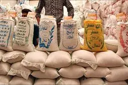 برنج پرمحصول ۵۰ درصد ارزان‌تر است