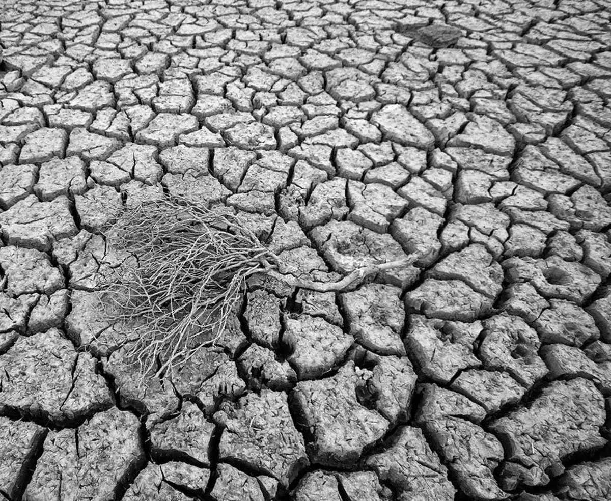 بحران بی آبی در مزارع نیشکر هفت‌تپه | خروج 500 هکتار از چرخه تولید 