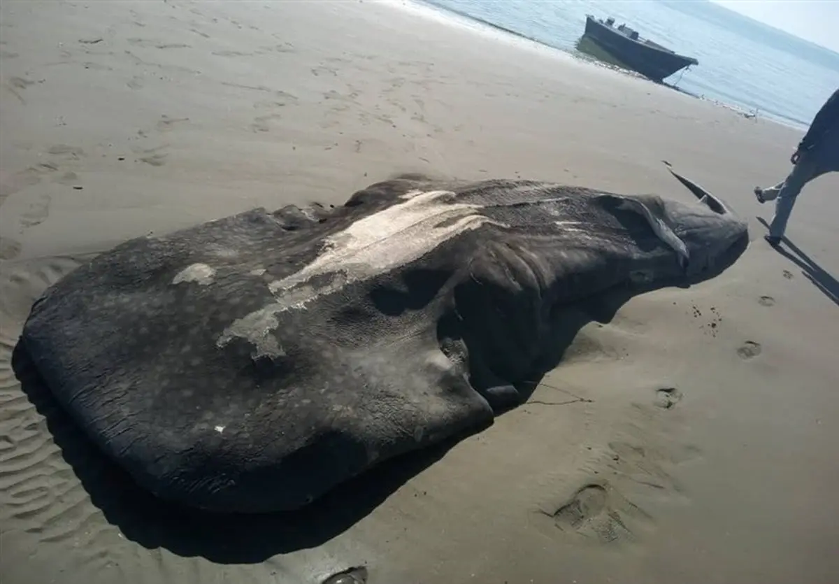  تلف شدن نامشخص یک کوسه نهنگ در نوار ساحلی شهرستان میناب + عکس