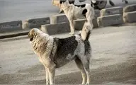 حمله 20 سگ ولگرد به یک شهروند 