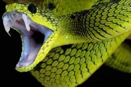 لحظه فوق ترسناک از خمیازه کشیدن مار | انگاری که دهنش تا بناگوش پاره بشه! + ویدئو