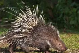 مکانیزم دفاعی جالب تشی+ویدئو