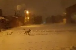 سقزی ها مراقب باشند/ حضور گرگ‌ها در شهر سقز کردستان 